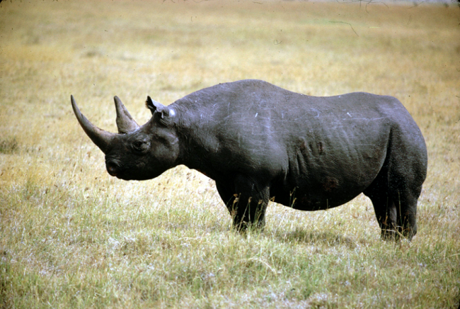 Western Black Rhinoceros – Extinction